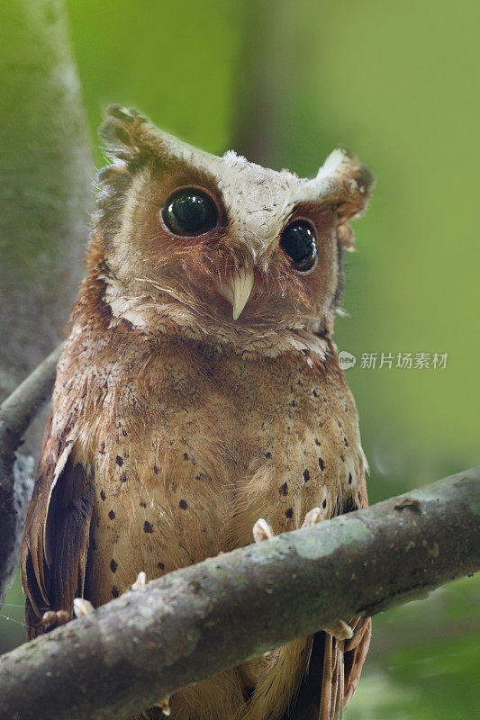 夜行鸟:成年白额镜鸮(Otus sagittatus)。